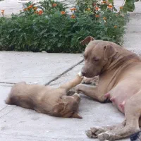 سگ گمشده (مژدگانی به یابنده )|حیوانات|میاندوآب, |دیوار