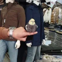 عروس هلندی نر و ماده دستی باقفس