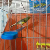 قناری نر شلاقی