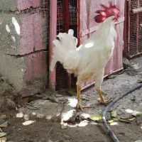 خروس ۸ ماهه|حیوانات مزرعه|جاسک, |دیوار