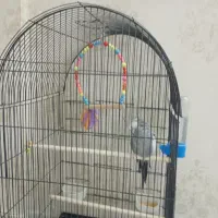 عروس آلبینو سالم دستی سخنگو