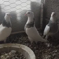 طوقی جوانه|پرنده|بیستون, |دیوار