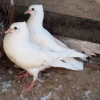 کبوتر طوقی سینه سیاه وسرخ مرغ و خروس|پرنده|ابریشم, |دیوار