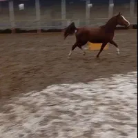 کره اسب مادیان|اسب و تجهیزات اسب‌سواری|مراغه, |دیوار