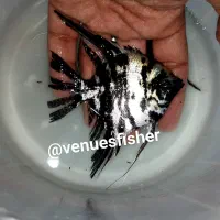 آنجل ماهی مولد با آکواریوم و لوازم در کرج فیش سنتر