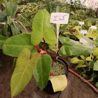 گل فیلودندرون سبز ارسال رایگان