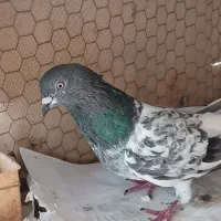 کبوتر|حیوانات|بندرعباس, |دیوار