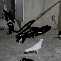 کفتر سار  در بلوار دوم گمشده هرکی گرفته تماس بگیره|پرنده|مشهد, شهید قربانی|دیوار