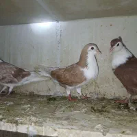 کبوتر پرشی|پرنده|اصفهان, ملک‌شهر|دیوار