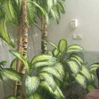 گل دیفن|گل و گیاه طبیعی|اصفهان, سودان|دیوار