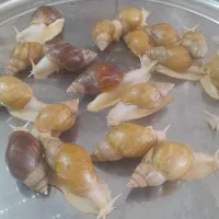 حلزون اچاتینا