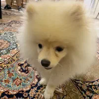 پامر خرسی|سگ|تهران, فردوس|دیوار