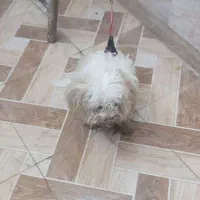 سگ تمیز درجه یک|سگ|کارون, |دیوار