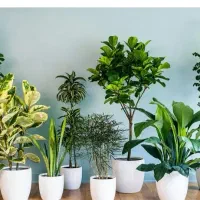 مهندسی و مشاوره باغ هرس کودهی سم درختکاری گل کاری|خدمات باغبانی و درختکاری|کازرون, |دیوار