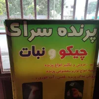 پرنده فروشی|لوازم جانبی حیوانات|گنبد کاووس, |دیوار