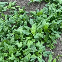 اسفناج محلی