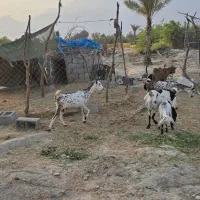نیرو  زمین کشاورزی