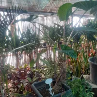 باغبانی ودرختکاری وسم پاشی