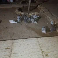 کفتر پلاکی بلژیکی|پرنده|اشکذر, |دیوار