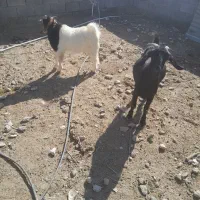 بز با کهره چاق