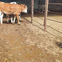 گوساله سیمینتال اصل فرانسه