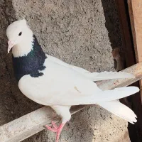 کبوتر طوقی ماده