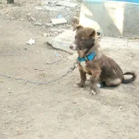 سگ پامرا|سگ|تویسرکان, |دیوار