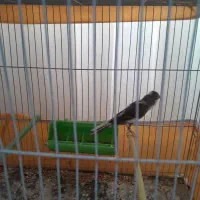 دو عدد قناری فروشی|پرنده|تربت‌حیدریه, ابوذر|دیوار