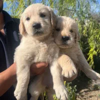 توله نژاد گلدن، اصالت اسکاتلندی باهوش|سگ|رشت, سعدی (تختی)|دیوار