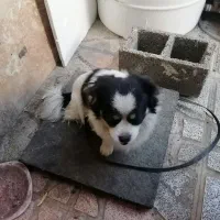 سگ پاکوتاه تربیت شده فروشی|سگ|هشتگرد, هشتگرد قدیم|دیوار