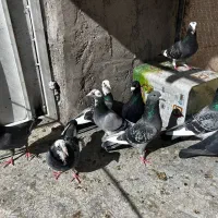 9تا کبوتر|پرنده|بم, |دیوار