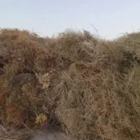 خار شتری