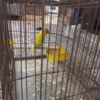 طوطی  برزیلی