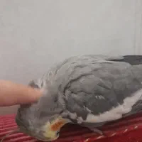 یک جفت عروس هلندی نر وماده باتخم هاشون