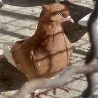 کبوتر زرد قارا