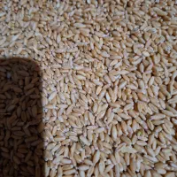گندم آذر۲ بسیار تمیز و درشت