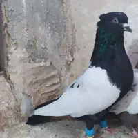 کبوتر|پرنده|شیروان (خراسان), |دیوار