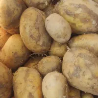 حاصل تازه زنجان