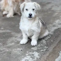 توله شیتزو تریر۴ماهه سایز ریز