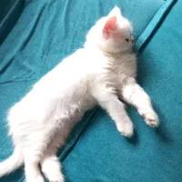 گربه پرشین سفید