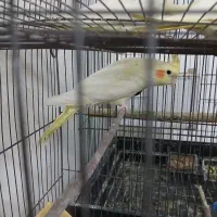 تخم عروس هلندی لوتینیو|پرنده|اسلامشهر, مظفریه|دیوار