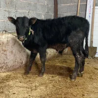 دوراس گوساله نر ورزاکوله دورگ امپولی