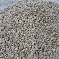 پسته رفسنجان