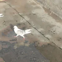 کبوتر پرشی|پرنده|بوئین زهرا, |دیوار