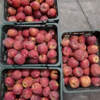 سیب قرمز فروش فوری