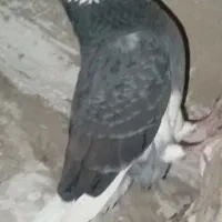 شازده سیاه  نر|پرنده|قرچک, زیبا شهر|دیوار
