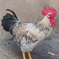 خروس