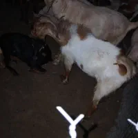 سلام ۵تا کهره فروشی کسی خاست در خدمتم