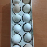 تخم مرغ نطفه دار