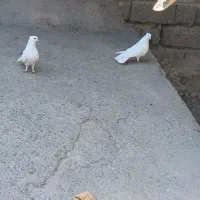 سلام جفت سفید کلاهی قلمپر سرحال|پرنده|عنبرآباد, |دیوار